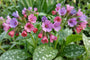 Lungenkraut - Pulmonaria saccharata 'Mrs Moon'