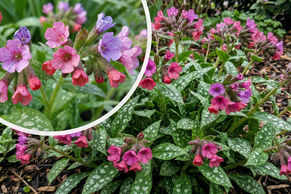 Lungenkraut - Pulmonaria saccharata 'Mrs Moon'
