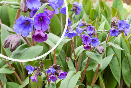 Lungenkraut - Pulmonaria angustifolia 'Blue Ensign'