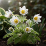 Wildes Männerkraut (weiß) - Pulsatilla vulgaris 'Alba'