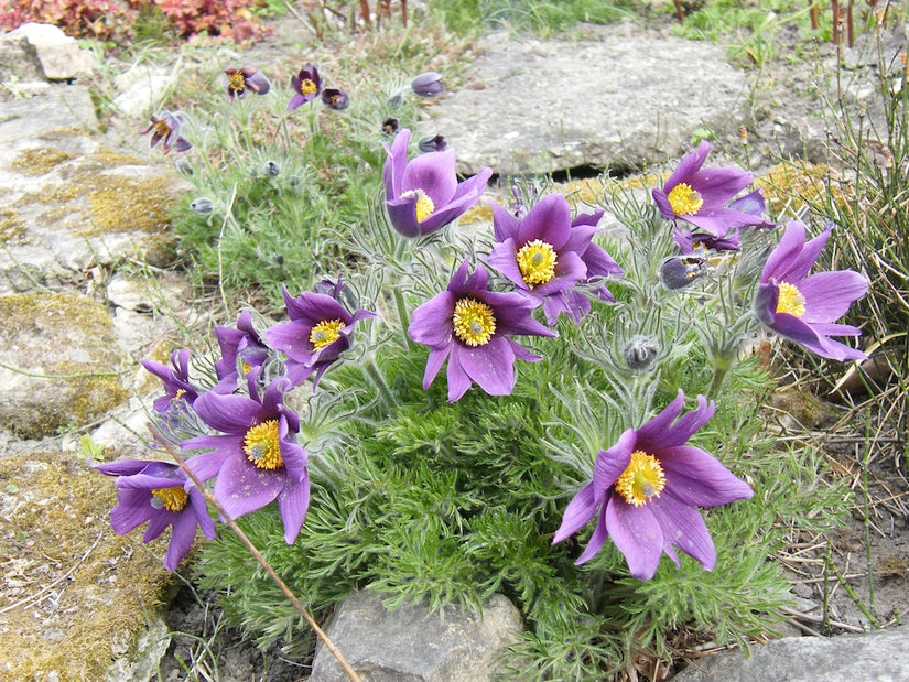 Wildes Männerkraut - Pulsatilla vulgaris