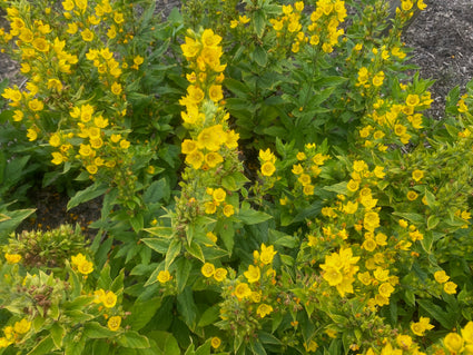 Bio-Puntweederik - Lysimachia punctata