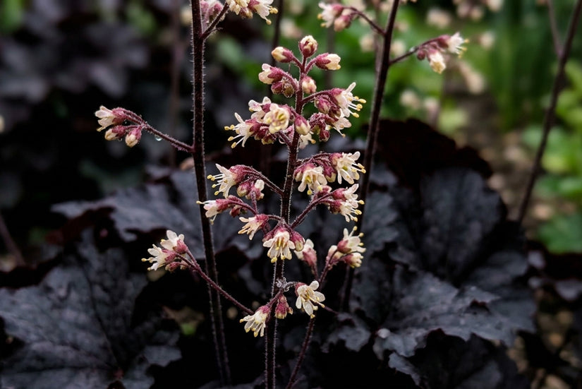 Lila Glocke (dunkelviolette Blätter) – Heuchera micrantha „Palace Purple“ TIPP