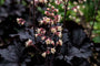 Lila Glocke (dunkelviolette Blätter) – Heuchera micrantha „Palace Purple“ TIPP