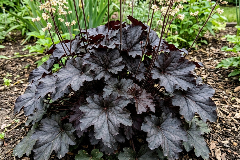 Lila Glocke (dunkelviolette Blätter) – Heuchera micrantha „Palace Purple“ TIPP