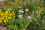 Bergminze - Pycnanthemum flexuosum