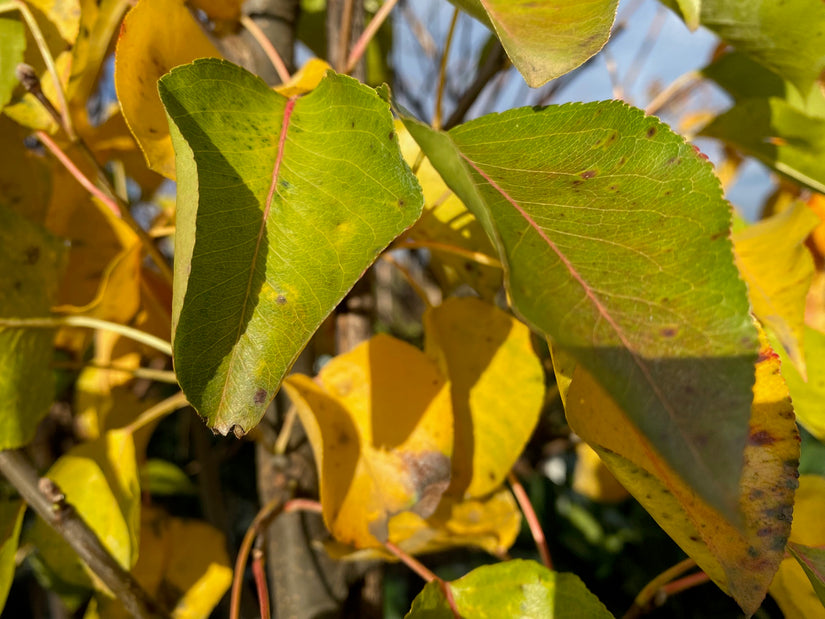 Standard-Chinesische Zierbirne - Pyrus Calleryana 'Chanticleer'