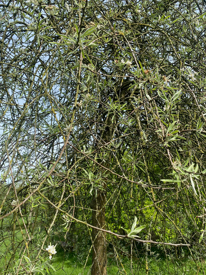 Weidenbirne - Pyrus salicifolia 'Pendula'