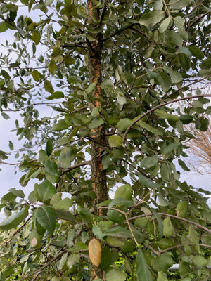 Höhe: 200–225 cm, Topfgröße: C50