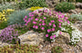 Bio-Reiherschnabel - Erodium x variabile 'Bishop's Form'