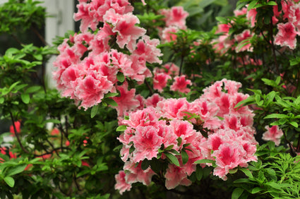 Rhododendron - Rhododendron 'Virginia Richards'