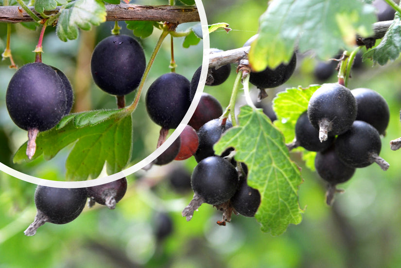 Schwarze Johannisbeere - Ribes nidigrolaria 'Jostabes'