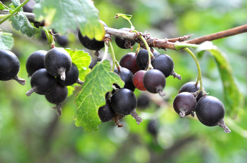 Schwarze Johannisbeere - Ribes nidigrolaria 'Jostabes'