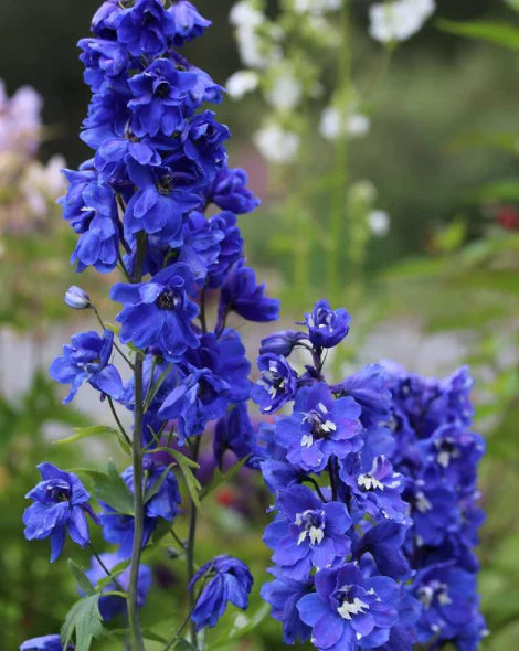 Bio-Rittersporn - Delphinium (P) 'Blue Bird'