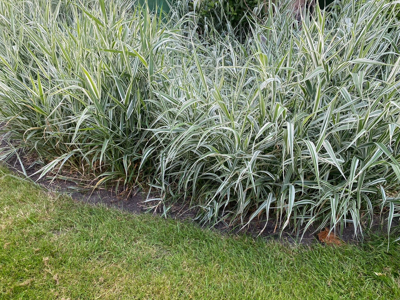 Schilfgras - Phalaris arundinacea 'Dwarf Garters'