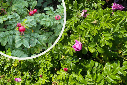 Wellenrose - Rosa rugosa