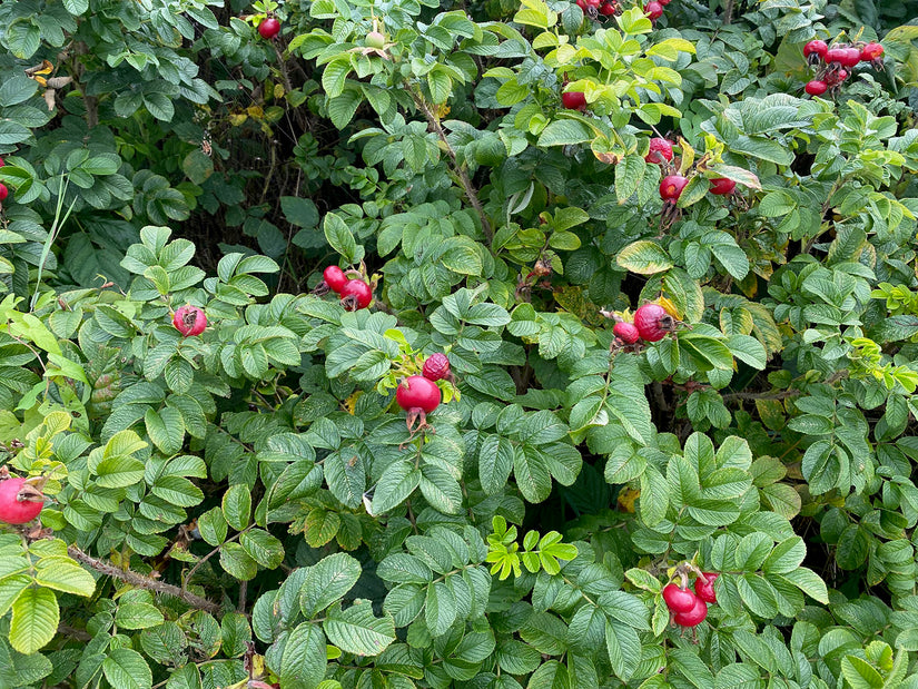 Wellenrose - Rosa rugosa