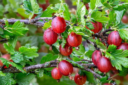 Bio-Rote Stachelbeere - Ribes uva-crispa 'Captivator'