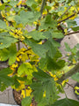 Roter Weißdorn - Crataegus laevigata 'Paul's Scarlet'