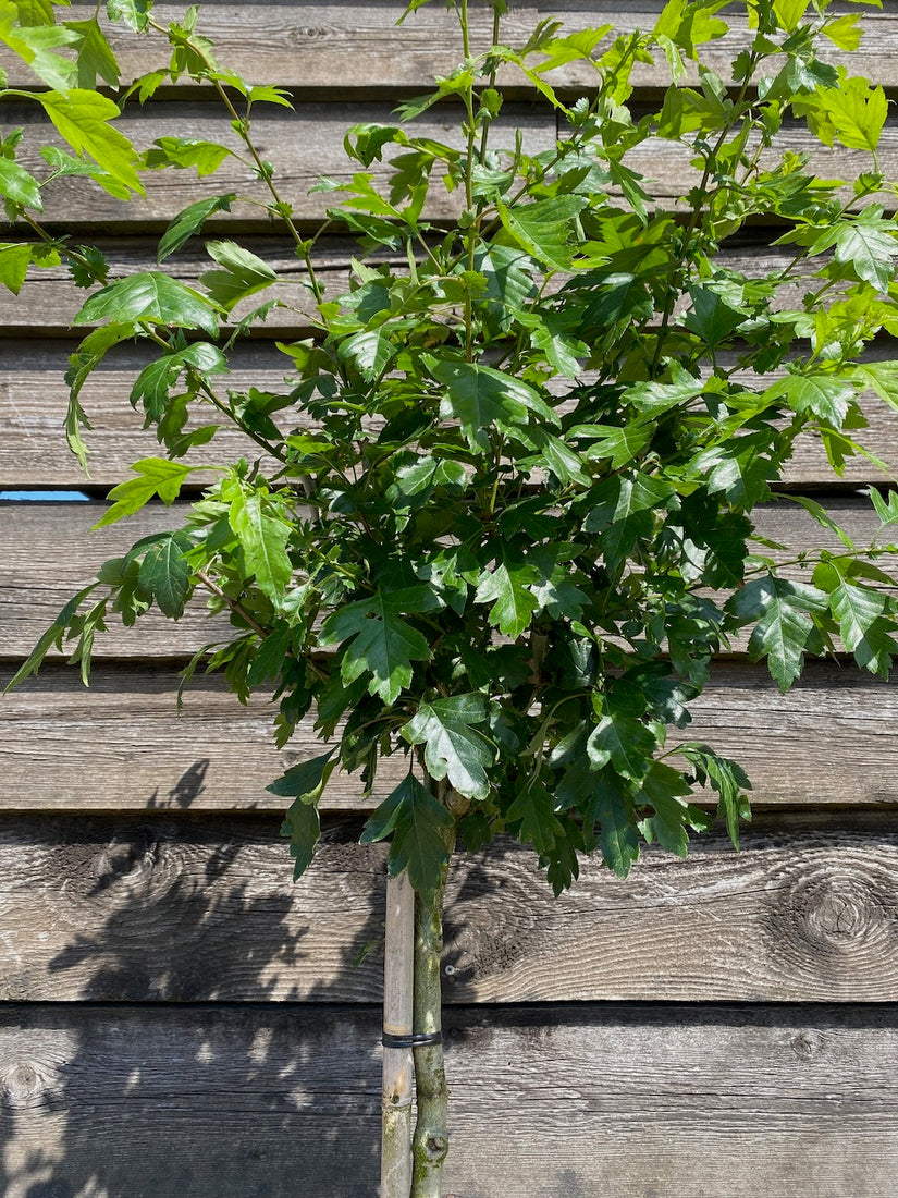 Roter Weißdorn - Crataegus laevigata 'Paul's Scarlet'