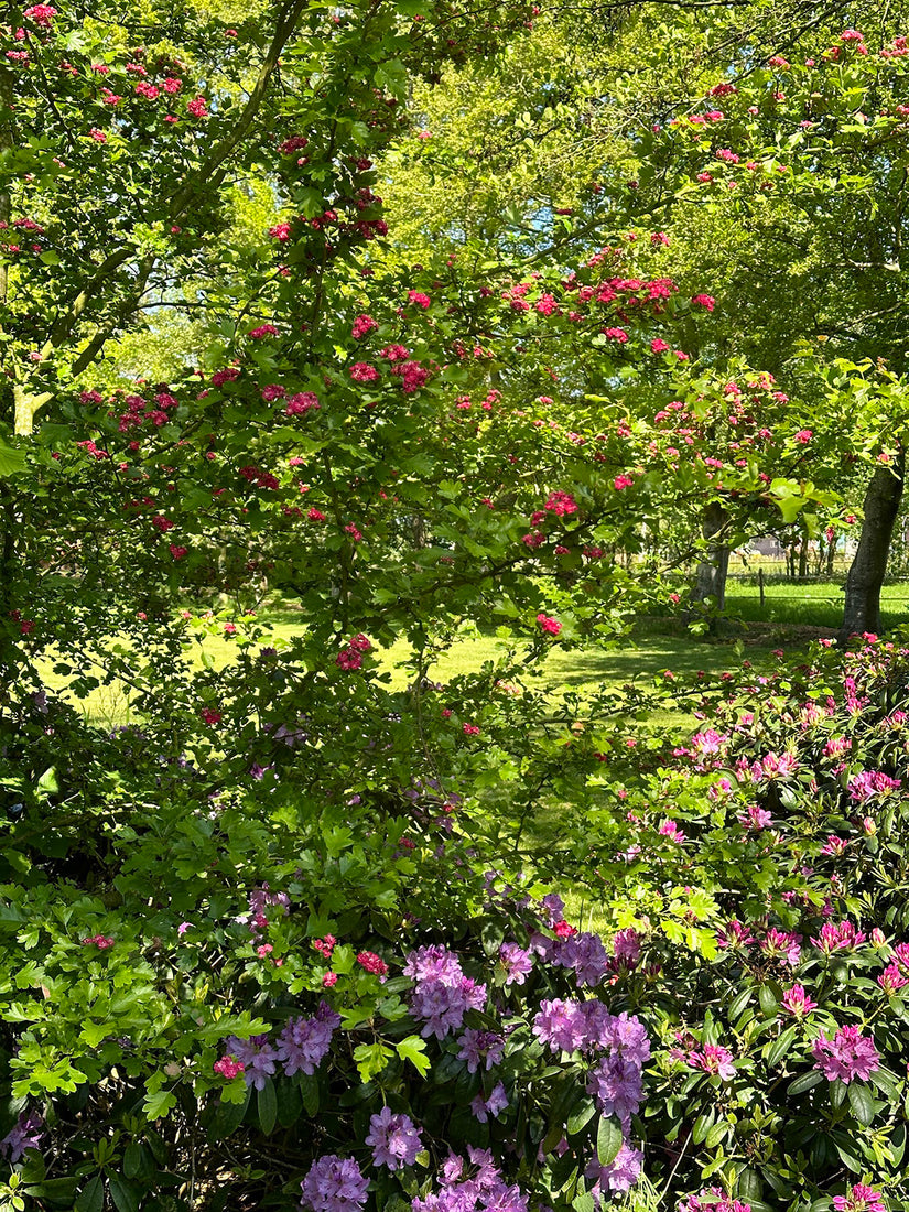 Roter Weißdorn - Crataegus laevigata 'Paul's Scarlet'