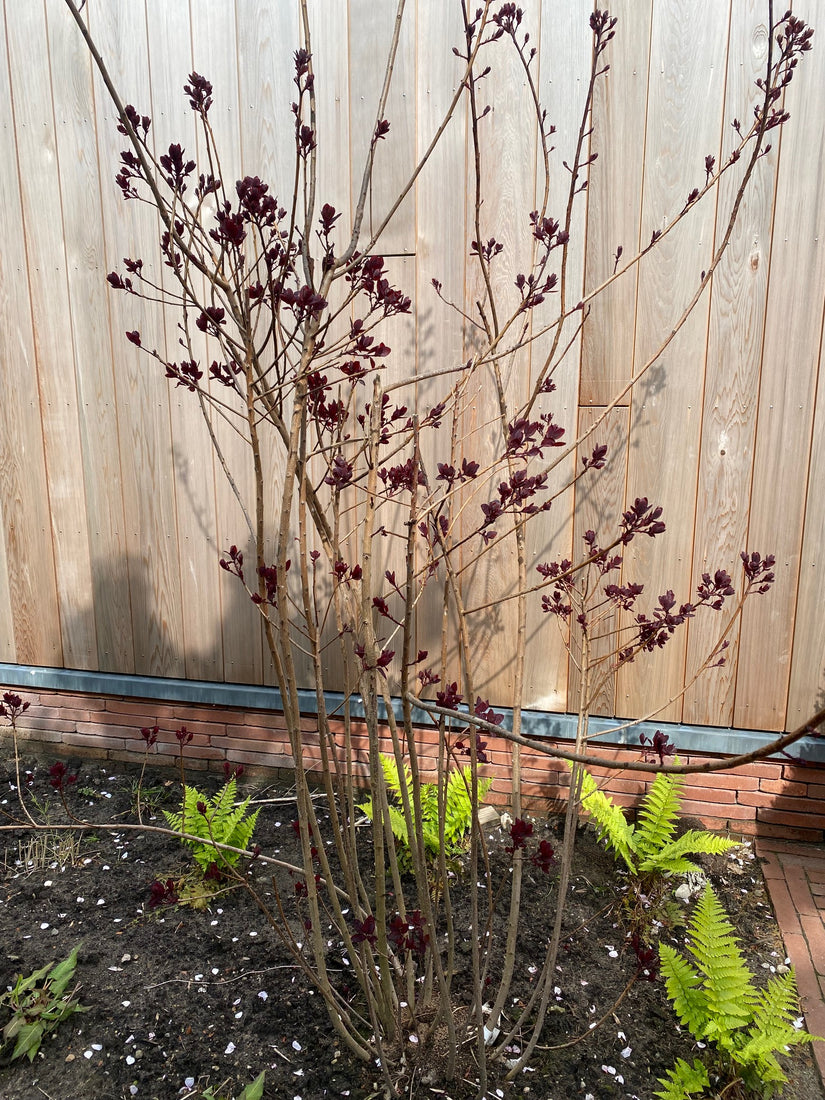 Roter Perückenbaum - Cotinus coggygria 'Royal Purple'