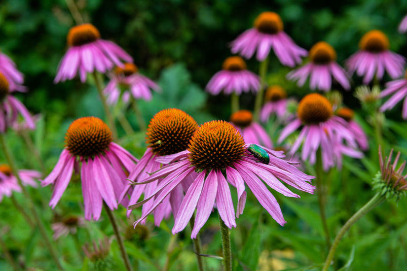 Sonnenhut - Echinacea purpurea 'Leuchtstern'