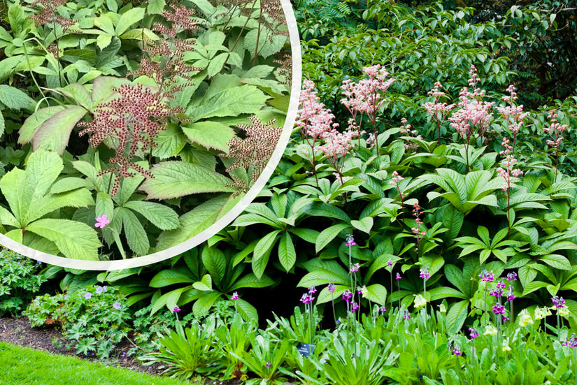 Konteradmiral - Rodgersia Aesculifolia