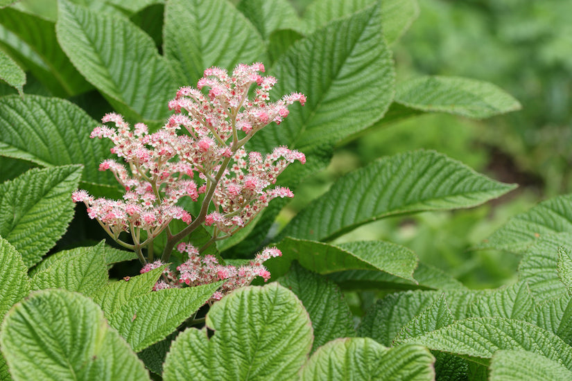 Konteradmiral - Rodgersia henrici