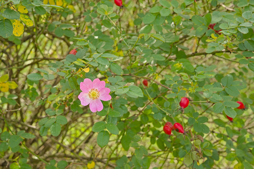 Gewöhnliche Heckenrose - Rosa canina