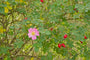 Gewöhnliche Heckenrose - Rosa canina