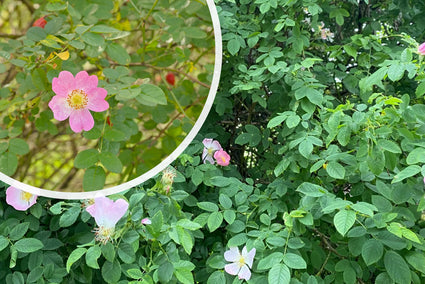 Gewöhnliche Heckenrose - Rosa canina