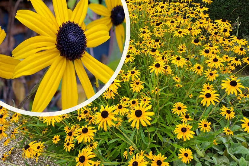 Bio-Gelber Sonnenhut - Rudbeckia Fulgida 'Goldsturm'