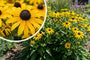 Gelber Sonnenhut (Niedrige Art) - Rudbeckia Fulgida 'Little Goldsturm'
