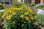 Gelber Sonnenhut (Niedrige Art) - Rudbeckia Fulgida 'Little Goldsturm'