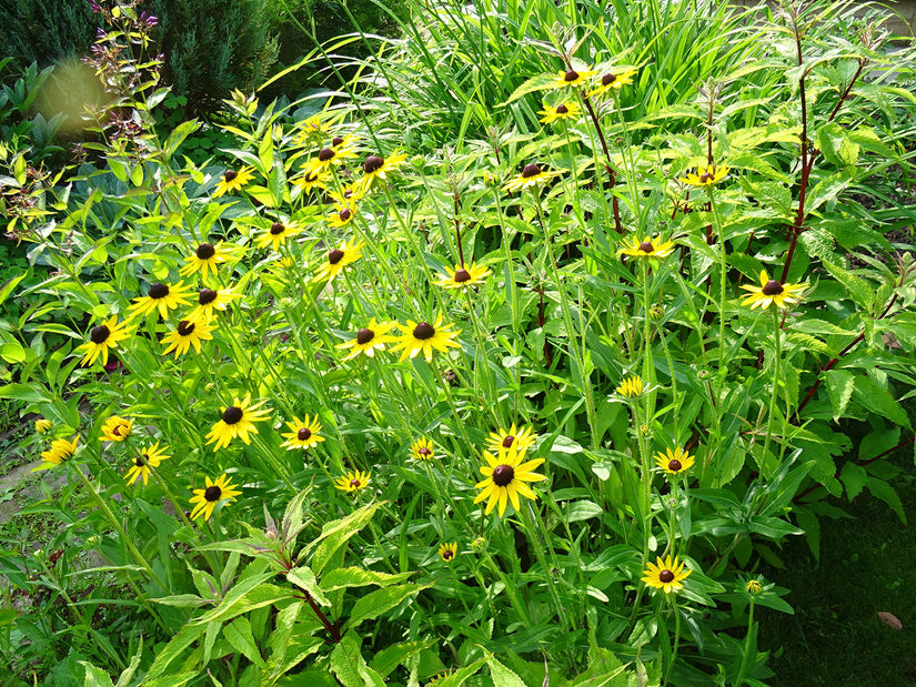 Sonnenhut - Rudbeckia fulgida 'Little Goldstar'