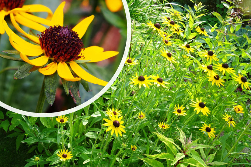 Sonnenhut - Rudbeckia fulgida 'Little Goldstar'