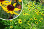 Sonnenhut - Rudbeckia fulgida 'Little Goldstar'