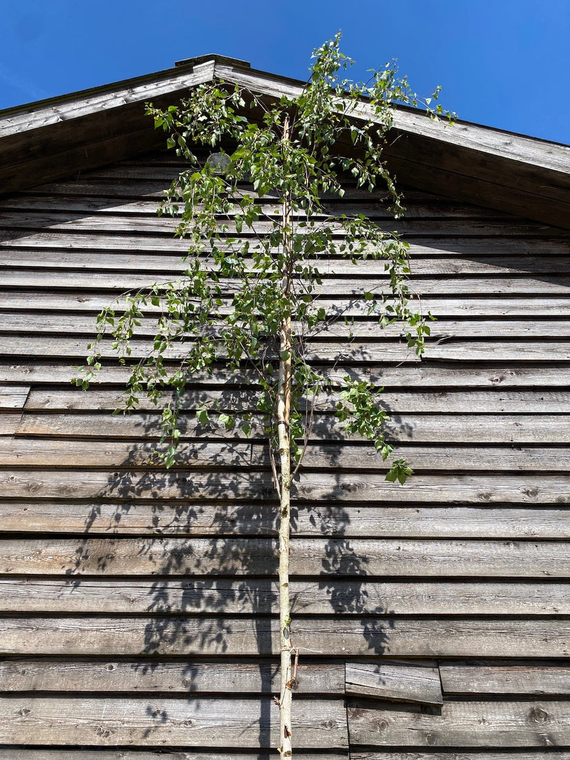 Waldbirke - Betula pendula (Trauerbirke)