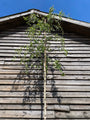 Waldbirke - Betula pendula (Trauerbirke)