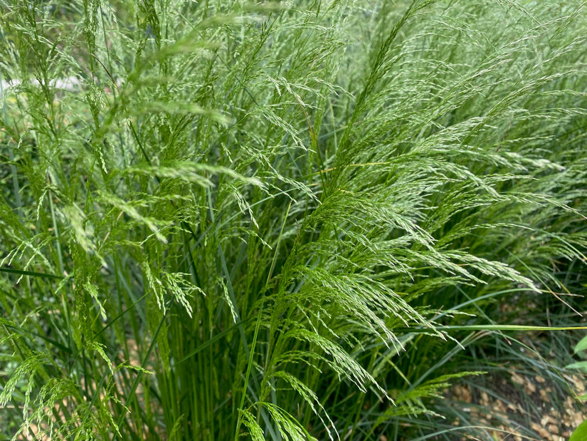 Roher Geruch - Deschampsia cespitosa 'Goldschleier'