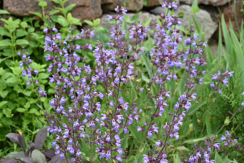 Bio-Echter Salbei – Salvia officinalis