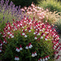 Salbei (Rot/Weiß) - Salvia microphylla 'Hot lips'