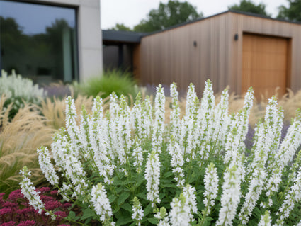 Weißer Salbei - Salvia nemorosa 'Sensation White'
