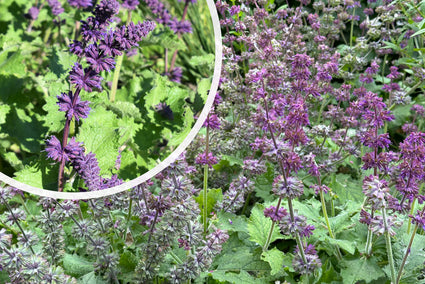 Kranzsalbei - Salvia verticillata 'Purple Rain'