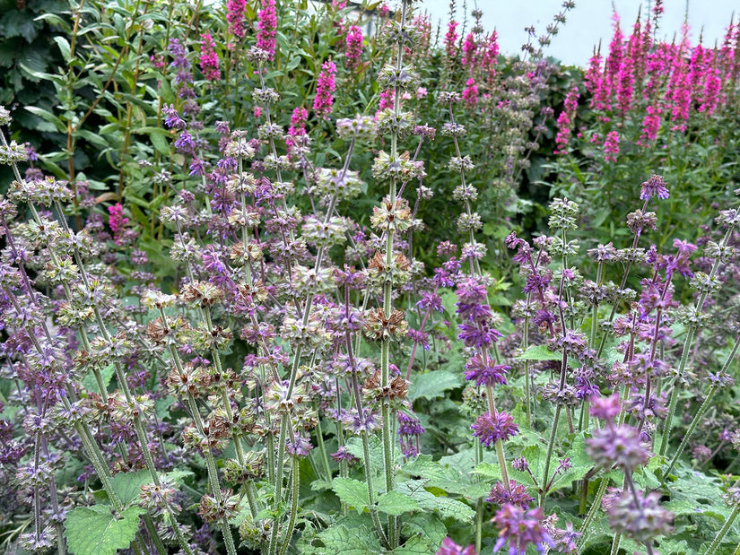 Kranzsalbei - Salvia verticillata 'Purple Rain'