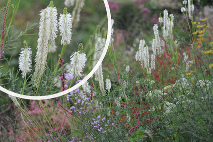 Burnet - Sanguisorba canadensis