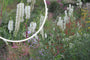 Burnet - Sanguisorba canadensis