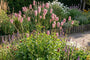 Großer Wiesenknopf - Sanguisorba officinalis (Höhe 120 cm)