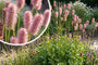 Großer Wiesenknopf - Sanguisorba officinalis (Höhe 120 cm)